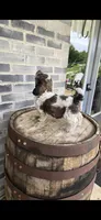 Snickers , a male Miniature Bernedoodle for sale in Grabill, IN – 7 of 10