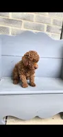 Daisy, a female Poodle - Toy  for sale in Grabill, IN – 9 of 10