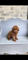Jazz , a female Poodle - Toy  for sale in Grabill, IN – 2 of 7
