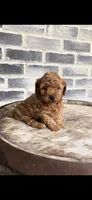 Ruby, a female Poodle - Toy  for sale in Grabill, IN – 3 of 5