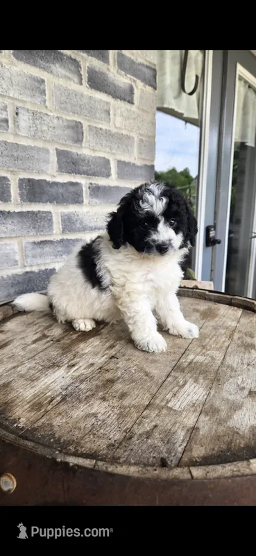 Oreo – Miniature Bernedoodle puppy for sale in Grabill, IN