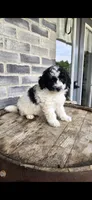Oreo, a male Miniature Bernedoodle for sale in Grabill, IN – 1 of 10
