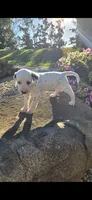 Pongo, a male Dalmatian for sale in Grabill, IN – 5 of 7