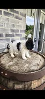 Oreo, a male Miniature Bernedoodle for sale in Grabill, IN – 3 of 10