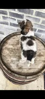 Snickers , a male Miniature Bernedoodle for sale in Grabill, IN – 10 of 10