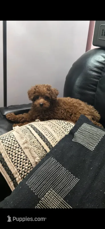Daisy – Poodle - Toy  puppy for sale in Grabill, IN