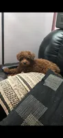 Daisy, a female Poodle - Toy  for sale in Grabill, IN – 1 of 10