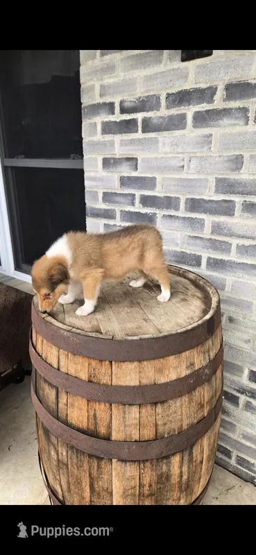 Finn – Collie puppy for sale in Grabill, IN