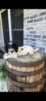 Coco, a female Miniature Bernedoodle for sale in Grabill, IN – 3 of 7