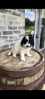 Coco, a female Miniature Bernedoodle for sale in Grabill, IN – 7 of 10