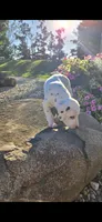 Pongo, a male Dalmatian for sale in Grabill, IN – 6 of 7