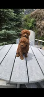Jazz , a female Poodle - Toy  for sale in Grabill, IN – 6 of 7