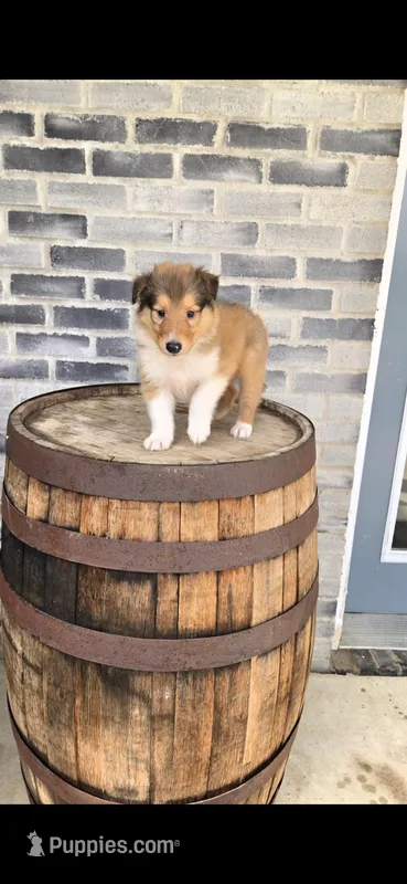 Max – Collie puppy for sale in Grabill, IN