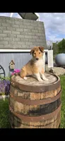 Willow, a female Collie for sale in Grabill, IN – Photo 3 of 9
