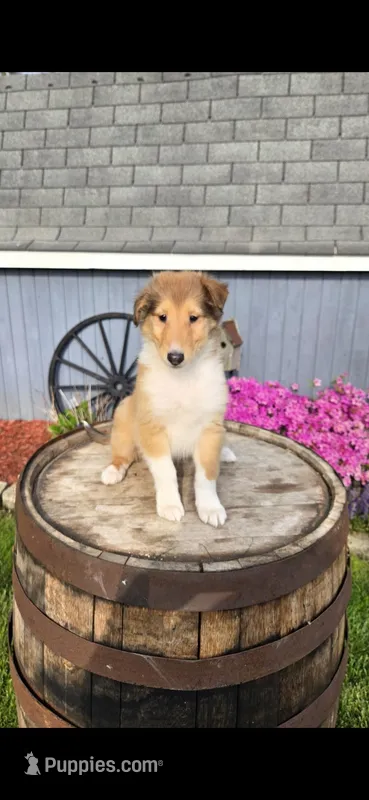 Willow – Collie puppy for sale in Grabill, IN