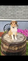 Willow, a female Collie for sale in Grabill, IN – Photo 1 of 9