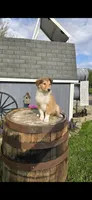 Willow, a female Collie for sale in Grabill, IN – Photo 2 of 9
