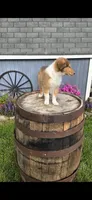 Willow, a female Collie for sale in Grabill, IN – Photo 4 of 9
