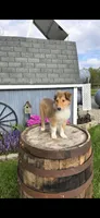Willow, a female Collie for sale in Grabill, IN – Photo 6 of 9