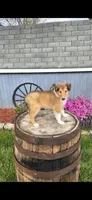 Willow, a female Collie for sale in Grabill, IN – Photo 9 of 9