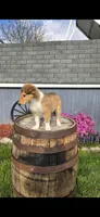 Willow, a female Collie for sale in Grabill, IN – Photo 7 of 9