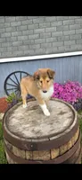 Willow, a female Collie for sale in Grabill, IN – Photo 8 of 9