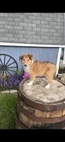 Willow, a female Collie for sale in Grabill, IN – Photo 5 of 9