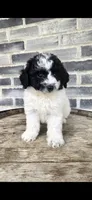 Oreo, a male Miniature Bernedoodle for sale in Grabill, IN – 2 of 10