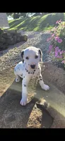 Rosie, a female Dalmatian for sale in Grabill, IN – 3 of 4