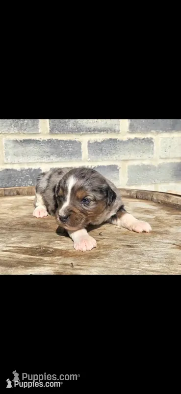 Stone – Miniature Aussiedoodle puppy for sale in Grabill, IN