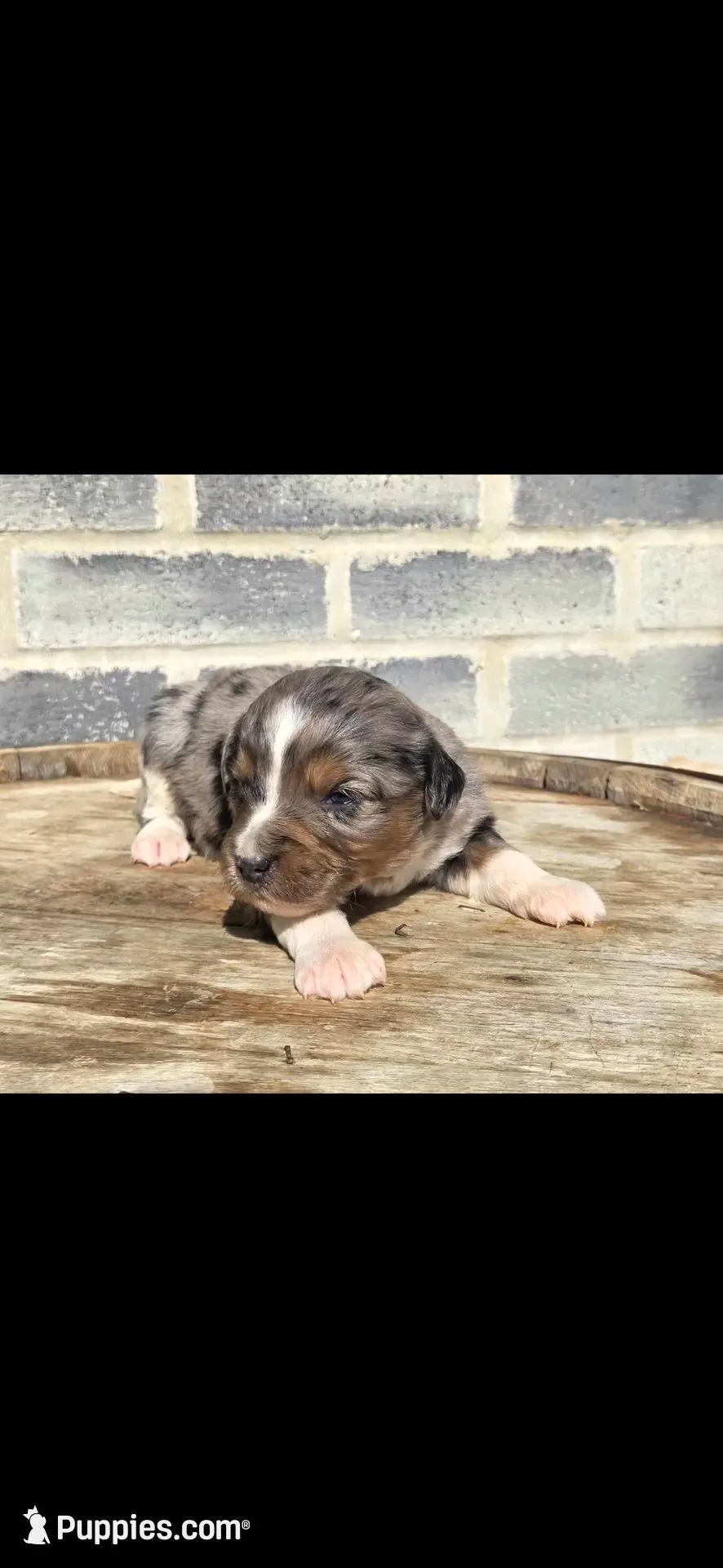 Stone, a male Miniature Aussiedoodle for sale in Grabill, IN – 1 of 7