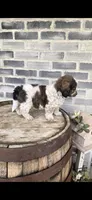 Snickers , a male Miniature Bernedoodle for sale in Grabill, IN – 5 of 10