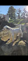 Pongo, a male Dalmatian for sale in Grabill, IN – 2 of 7