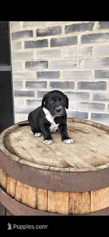 Ace – Dalmatian, Golden Retriever puppy for sale in Grabill, IN