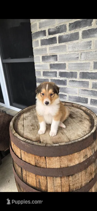 Luke – Collie puppy for sale in Grabill, IN