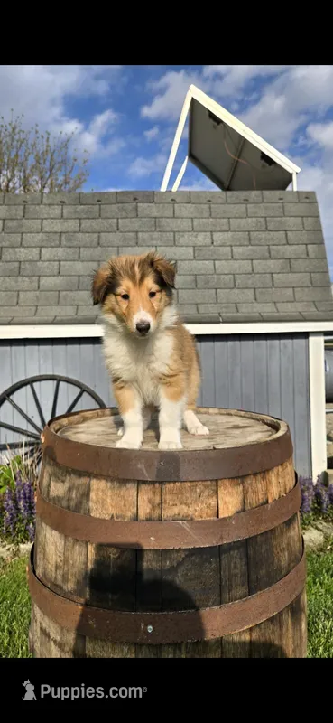 Luke – Collie puppy on hold in Grabill, IN