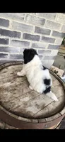 Oreo, a male Miniature Bernedoodle for sale in Grabill, IN – 4 of 10