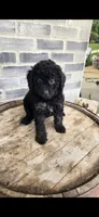 Mocha, a female Miniature Bernedoodle for sale in Grabill, IN – 2 of 7
