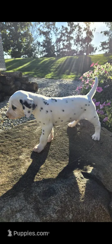 Pongo – Dalmatian puppy for sale in Grabill, IN