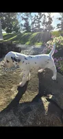 Pongo, a male Dalmatian for sale in Grabill, IN – 1 of 7