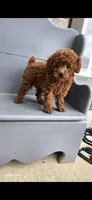 Daisy, a female Poodle - Toy  for sale in Grabill, IN – 8 of 10