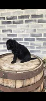 Mocha, a female Miniature Bernedoodle for sale in Grabill, IN – 7 of 7