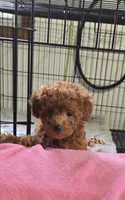 Daisy, a female Poodle - Toy  for sale in Grabill, IN – 4 of 10