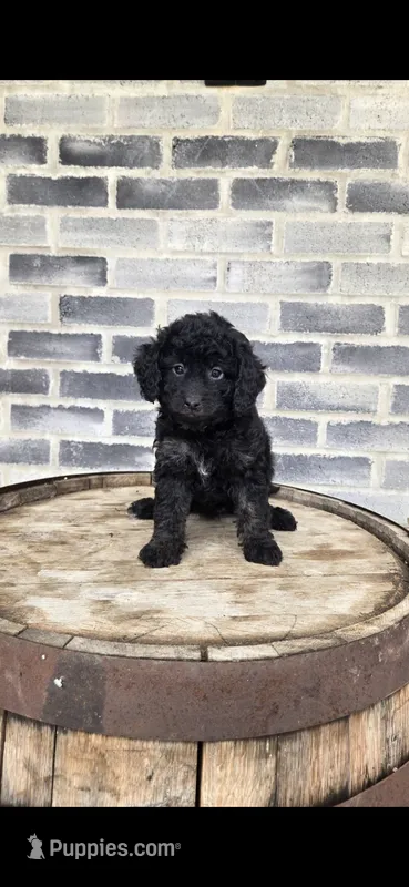 Bella – Miniature Bernedoodle puppy for sale in Grabill, IN