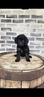 Mocha, a female Miniature Bernedoodle for sale in Grabill, IN – 1 of 7
