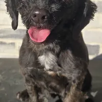 Cora, a female Miniature Bernedoodle for sale in Grabill, IN – Photo 3 of 6
