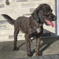 Cora, a female Miniature Bernedoodle for sale in Grabill, IN – Photo 2 of 6