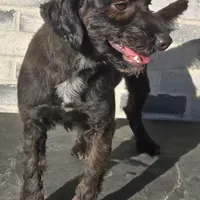 Cora, a female Miniature Bernedoodle for sale in Grabill, IN – Photo 4 of 6