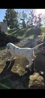 Pongo, a male Dalmatian for sale in Grabill, IN – 4 of 7