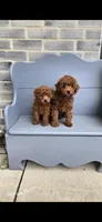 Jazz , a female Poodle - Toy  for sale in Grabill, IN – 7 of 7
